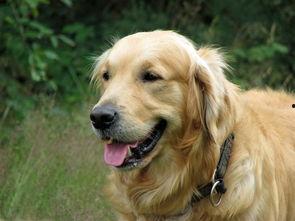 平安大爷爆料金毛视频,金毛犬视频背后的惊人真相  第2张
