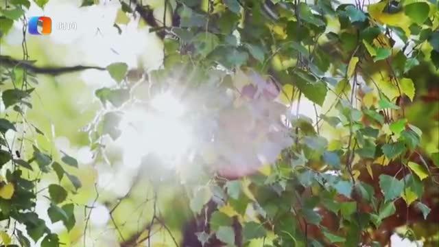 透光的树在线观看,透过树叶的时光之旅  第2张